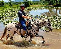 trail-riding-appaloosa-horse