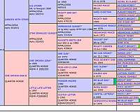 trained-appaloosa-horse