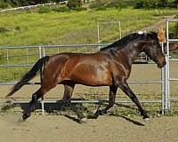 dressage-trail-riding-andalusian-pony