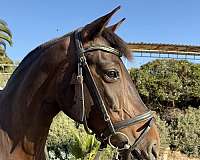 dressage-trail-riding-pony