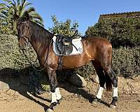 bay-dressage-trail-riding-pony