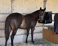 riata-filly