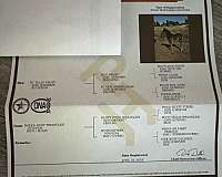 trail-prospect-filly