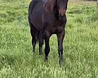 trailers-well-filly