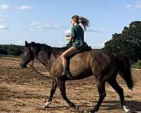 quarter-horse-for-sale