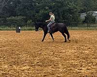 quarter-horse-gelding