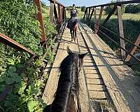quarter-horse