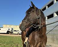 beginner-gelding