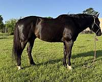 gelding