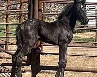 12-hand-percheron-filly
