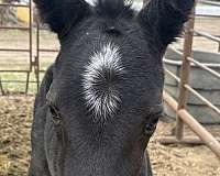 homozygous-appaloosa-percheron-horse