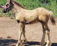 smokey-black-horse