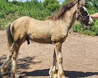 smokey-black-gypsy-vanner-colt
