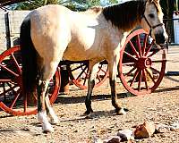 champagne-pony