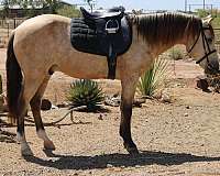 champagne-dun-pony