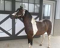 miniature-pony-for-sale