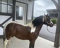miniature-pony