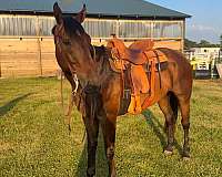 all-around-quarter-horse-warmblood-horse