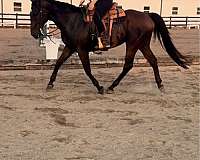athletic-quarter-horse-warmblood-horse