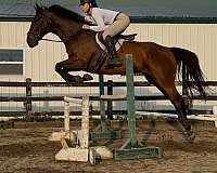 dressage-quarter-horse-warmblood-horse