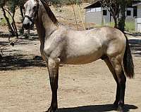 los-angeles-colt