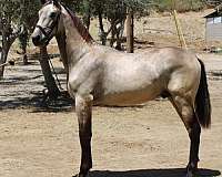 bayo-andalusian-horse