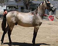 buckskin-andalusian-horse