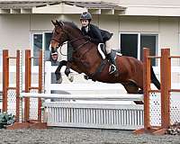 quarab-gelding