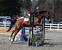quarab-pony-for-sale
