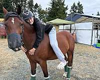 quarab-pony