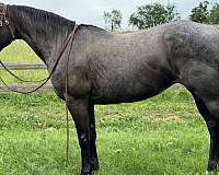 all-around-quarter-horse