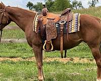 ridden-western-trail-riding-pony