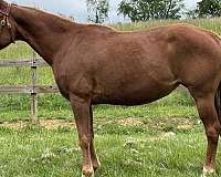 chestnut-pony-mare