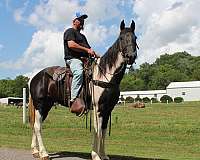 all-around-mare-spotted-saddle-horse