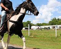 babysitter-spotted-saddle-horse