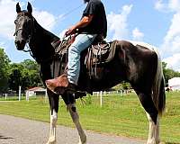 babysitter-type-spotted-saddle-horse