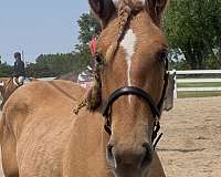 dun-red-dun-draft-filly-mare