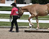 dun-red-dun-draft-horse