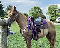 dun-red-dun-show-experience-horse
