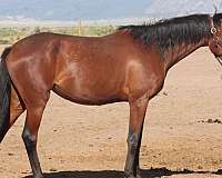 snip-left-hind-partial-cornet-horse