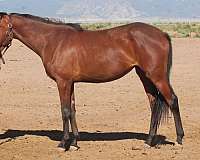 attention-iberian-horse