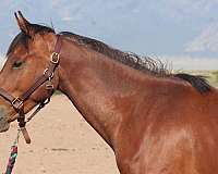 best-iberian-horse