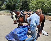 lines-appaloosa-horse