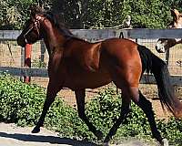 momma-appaloosa-horse