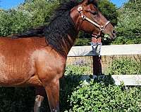 good-conformation-appaloosa-horse