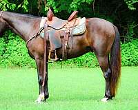 working-equitation-rocky-mountain-horse
