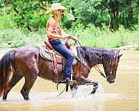yout-rocky-mountain-horse
