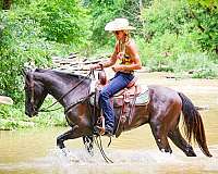 all-around-rocky-mountain-horse