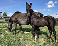blue-roan-roan-friesian-quarter-horse-filly