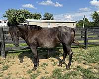 blue-roan-roan-friesian-quarter-horse-mare